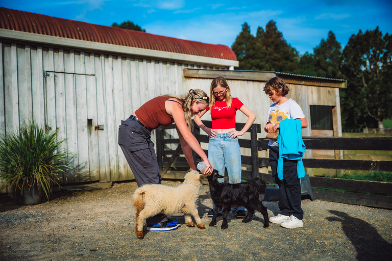 Auckland: Sheepworld, Honey Centre, & Kauri Trail Tour
