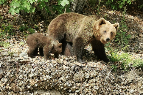 Bucharest: Top Gear Road & Wild Brown Bears, group max 8 pax Bucharest: Transfăgărășan Top Gear Road & Wild Brown Bears