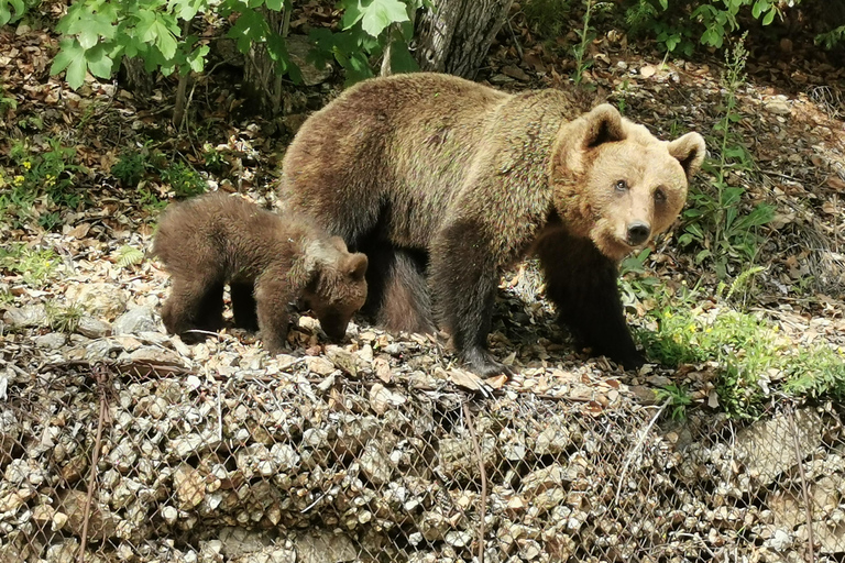 Bucharest: Top Gear Road & Wild Brown Bears, group max 8 pax Bucharest: Transfăgărășan Top Gear Road & Wild Brown Bears