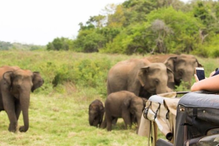 Wilpattu Wildlife Adventure : Safari d'une journée avec repas pique-nique