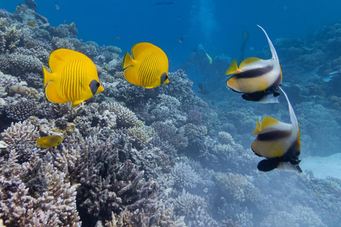 Sahl Hasheesh Elite Beach Dive & Coral Reef Experience