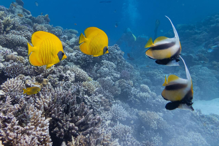 Sahl Hasheesh Elite Beach Dive & Coral Reef Experience