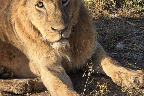 Nairobi: passeio de meio dia no Parque NacionalNairobi: tour privado de meio dia no Parque Nacional