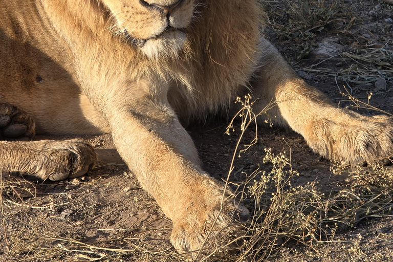Nairobi: passeio de meio dia no Parque NacionalNairobi: tour privado de meio dia no Parque Nacional