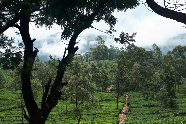Ella: De Pekoe Trail Etappe 16 - Ella naar DemodaraHet Pekoe pad etappe 16