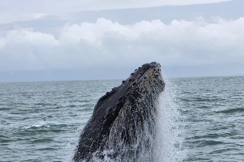 Uvita: Whale Watching Tour in Marino Ballena National Park
