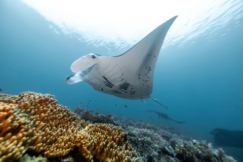 Nusa Lembongan Manta Snorkeling Trip, Mangrove & Island Tour Sharing 3 Spots Snorkeling & Mangrove Advanture