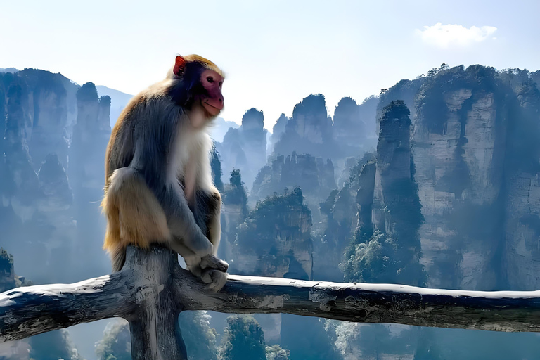 Zhangjiajie: Avatar Mountain Day Tour with Guide