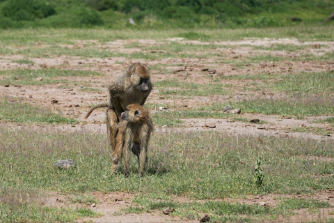 5 Days Gorilla Trek Chimpanzee Bwindi Lake Bunyonyi Entebbe