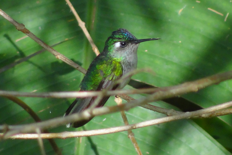 From Cusco: 3-Day Manu Amazon Jungle Expedition & Photos