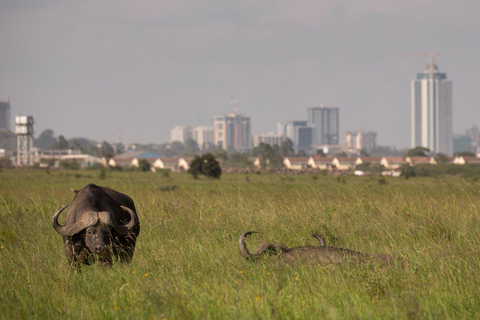 Półdniowa przejażdżka do Parku Narodowego Nairobi