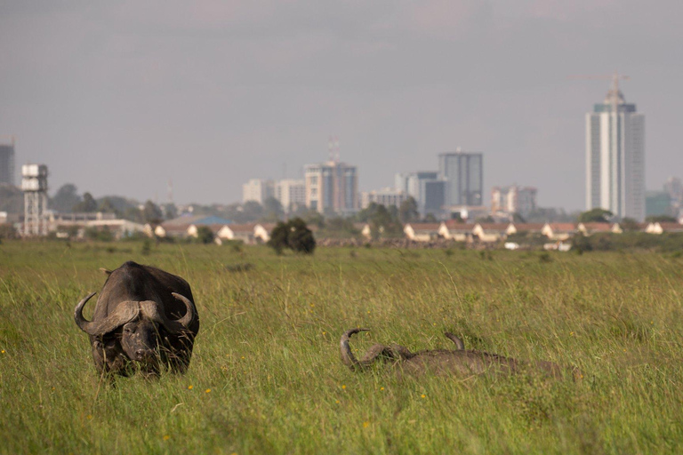 Nairobi National Park Half-Day Game Drive