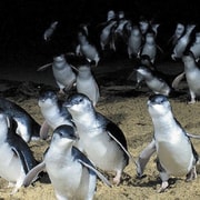 From Melbourne: Phillip Island Penguin & Nature Day Tour
