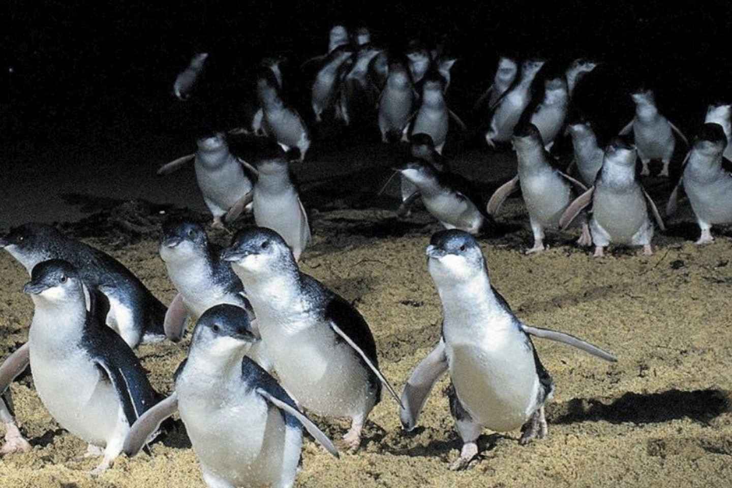 From Melbourne: Phillip Island Penguin & Nature Day Tour - From Melbourne: Phillip Island Penguin & Nature Day Tour