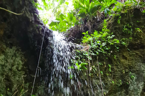 Basseterre Rainforest Hike Basseterre Rainforest Hike Private Tour