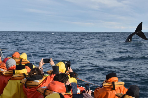 Península Valdés: Whale Watching Boat Tour with Guide