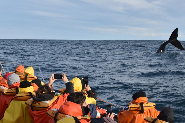 Península Valdés: Whale Watching Boat Tour with Guide
