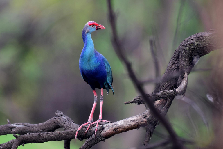 Búsqueda de aves en el mismo día en Bharatpur desde Delhi