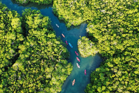 Cancun: Sunrise Kayak Adventure