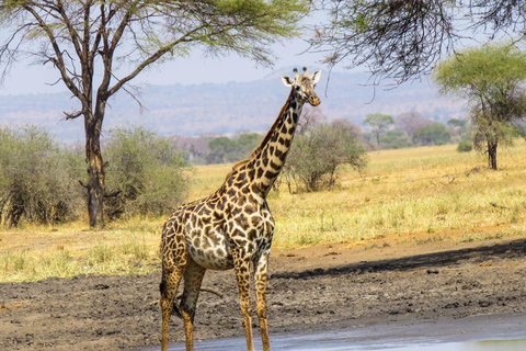 3-Days Classic Ngorongoro Safari Adventures