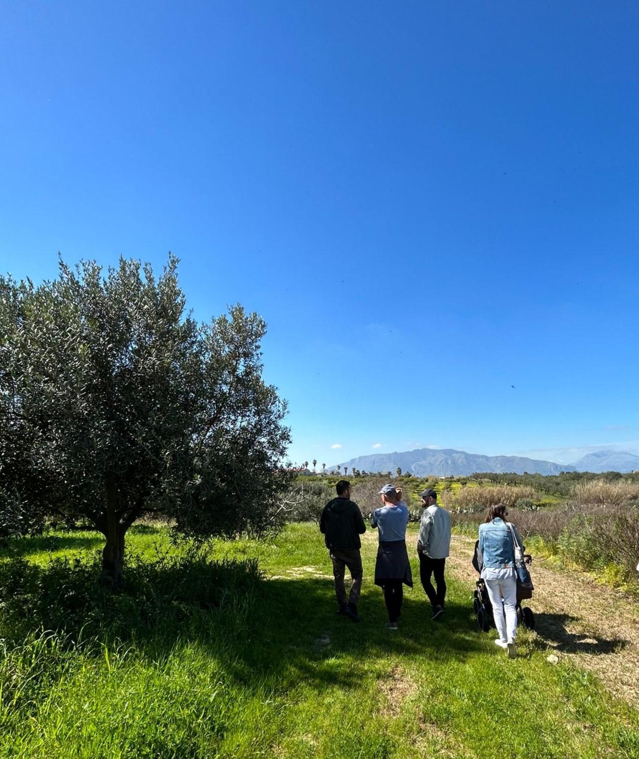 Balestrate: Olivenhain-Tour mit Wein- und Olivenölverkostung
