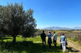 Balestrate: Olivenhain-Tour mit Wein- und Olivenölverkostung