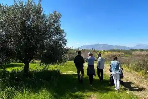 Balestrate: Visita al olivar con cata de vinos y aceite de oliva