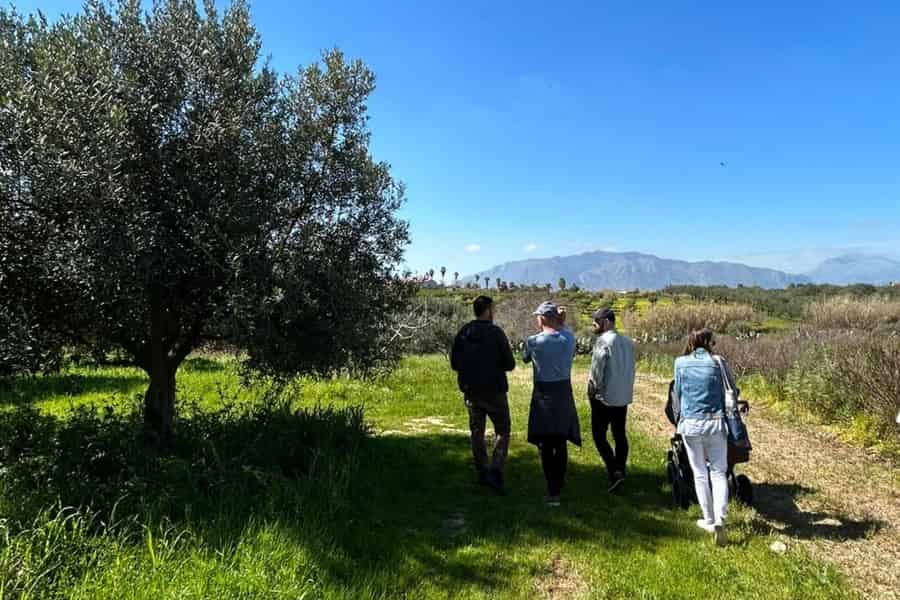 Balestrate: Olivenhain-Tour mit Wein- und Olivenölverkostung. Foto: GetYourGuide Balestrate: Olivenhain-Tour mit Wein- und Olivenölverkostung. Foto: GetYourGuide