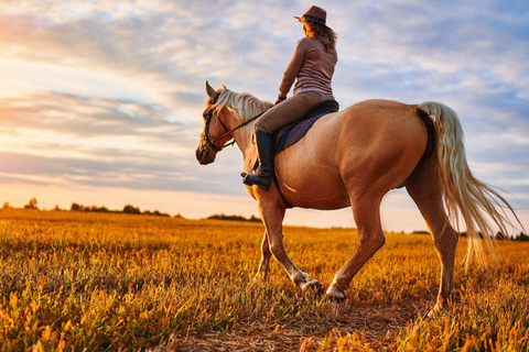 Agadir: Forest and Sand Dunes Guided Horse RidingFrom Taghazout