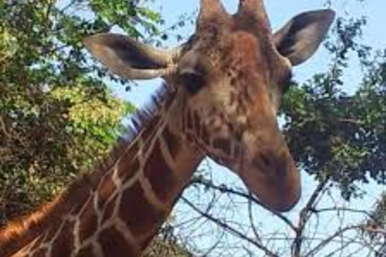 Nairobi: Safari Walk - wycieczka półdniowa