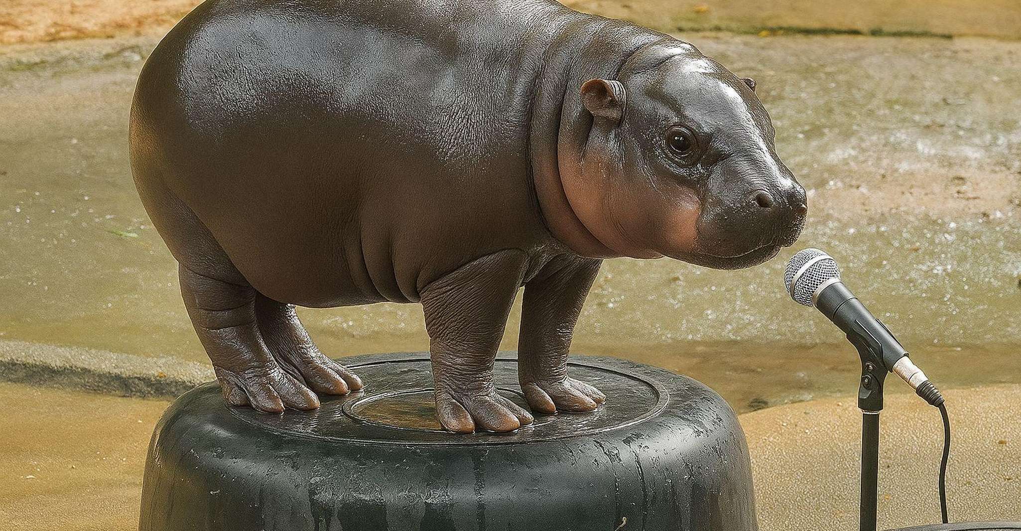 Bangkok/Pattaya: Khao Kheow Zoo Private Tour with Pickup