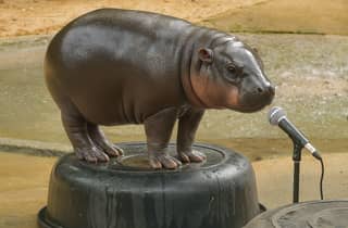 Bangkok/Pattaya: Private Tour zum Khao Kheow Zoo mit Abholung