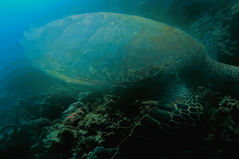Cebú:Excursión en grupo con tiburón ballena, cascada y carrera de sardinas+Comida
