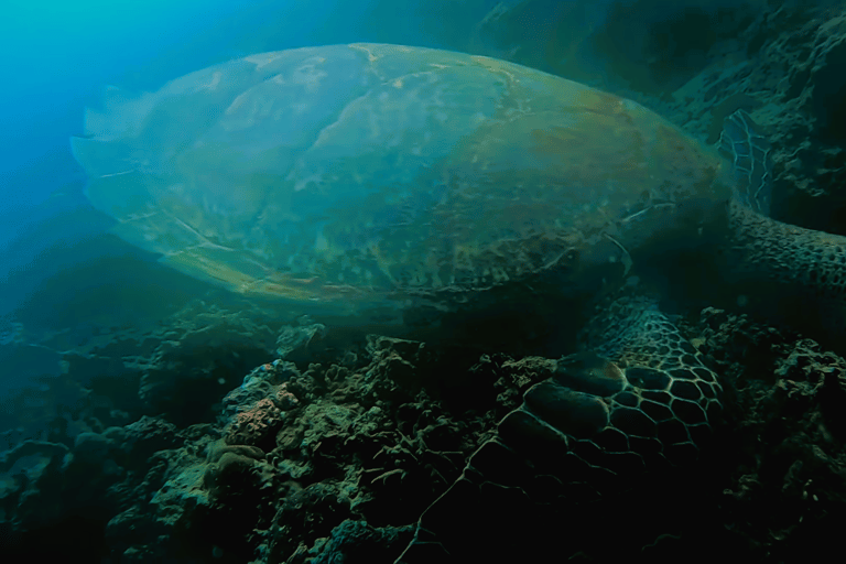 Cebú:Excursión en grupo con tiburón ballena, cascada y carrera de sardinas+Comida