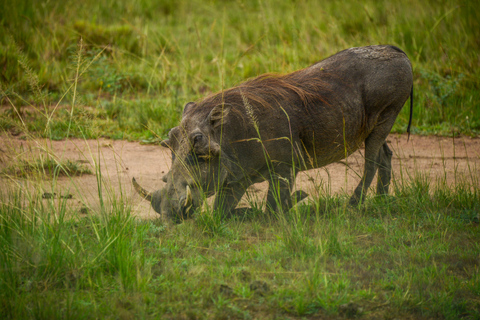 Uganda 10-dniowe safari wśród dzikich zwierząt i naczelnych.