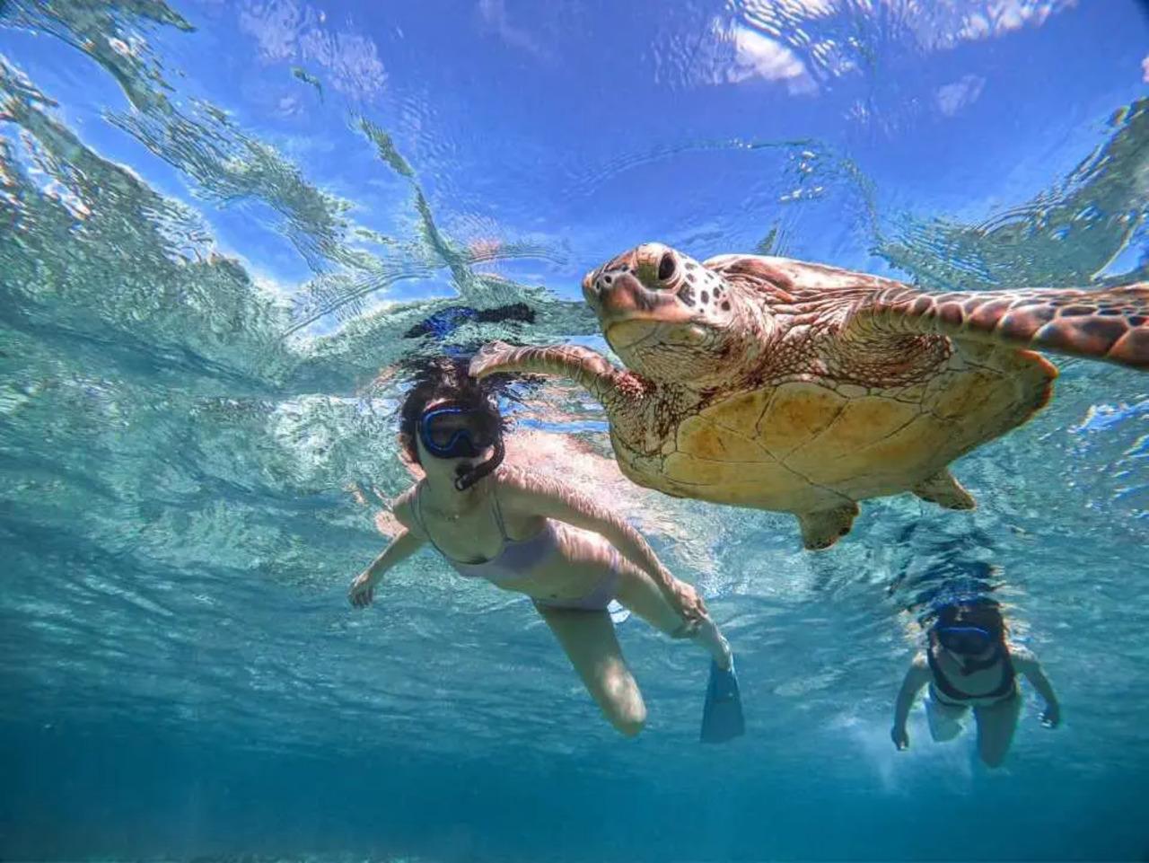 Limassol: Schnorcheltour mit Schildkrötenbeobachtung