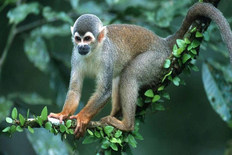 Manu: 7-Day Amazon Wildlife Tour with Jungle Lodges