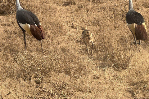 Nairobi: 4 Days epic trip to Amboseli, Tsavo West & East