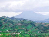 3-Day Gorilla trekking Experience at Bwindi Forest - Housity