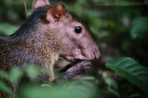 Corcovado-Sirena station day tour from Puerto Jimenez by boat. Corcovado National Park Sirena Station day tour from Puerto Jimenez