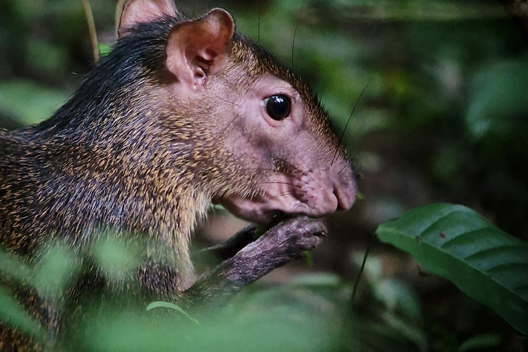 Corcovado-Sirena station day tour from Puerto Jimenez by boat. Corcovado National Park Sirena Station day tour from Puerto Jimenez