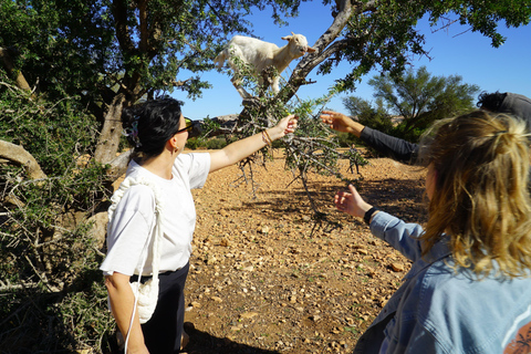 From Marrakech: Essaouira Day Trip with Beach & Medina Essaouira Small Group Day Trip