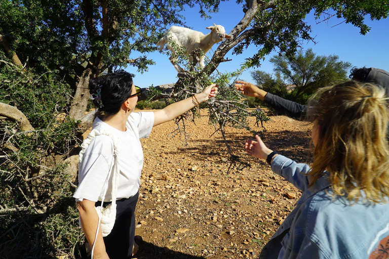 From Marrakech: Essaouira Day Trip with Beach & Medina Essaouira Small Group Day Trip
