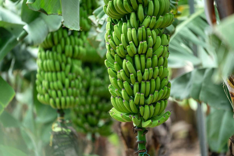 Visite du nord de la Grande Canarie et du jardin botanique