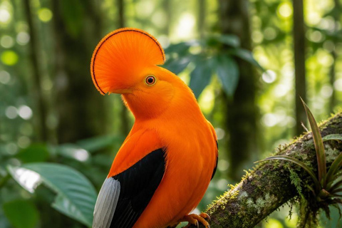 From Manaus: Presidente Figueiredo Birdwatching Tour