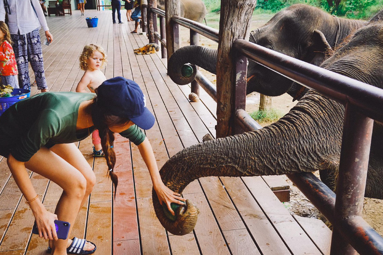 Bangkok to Elephants World&amp;Erawan Waterfall in KanchanaburiFrom Bangkok: Kanchanaburi Day Trip with Elephants World