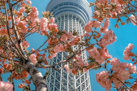 Tokyo: Private City Tour with Tokyo TeamLab Planets.