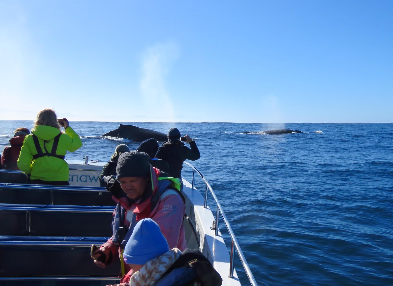 Knysna: Close Encounter Whale Watching Tour med bådtur