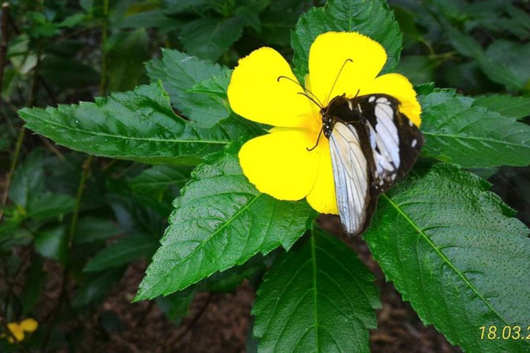 Zanzibar: Floresta Jozani, Borboletas, Caverna Kuza e Praia PajeTour particular sem serviço de busca no hotel e traslado de ida e volta incluídos
