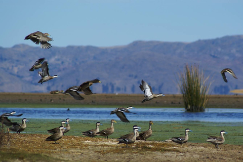 Puno: Birdwatching in the Titicaca National Reserve